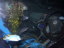 Aquarium inside car